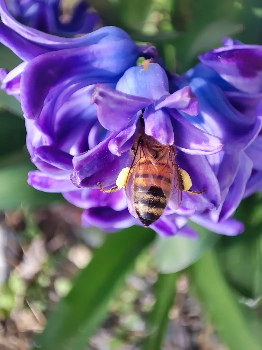 Ape su fiore viola