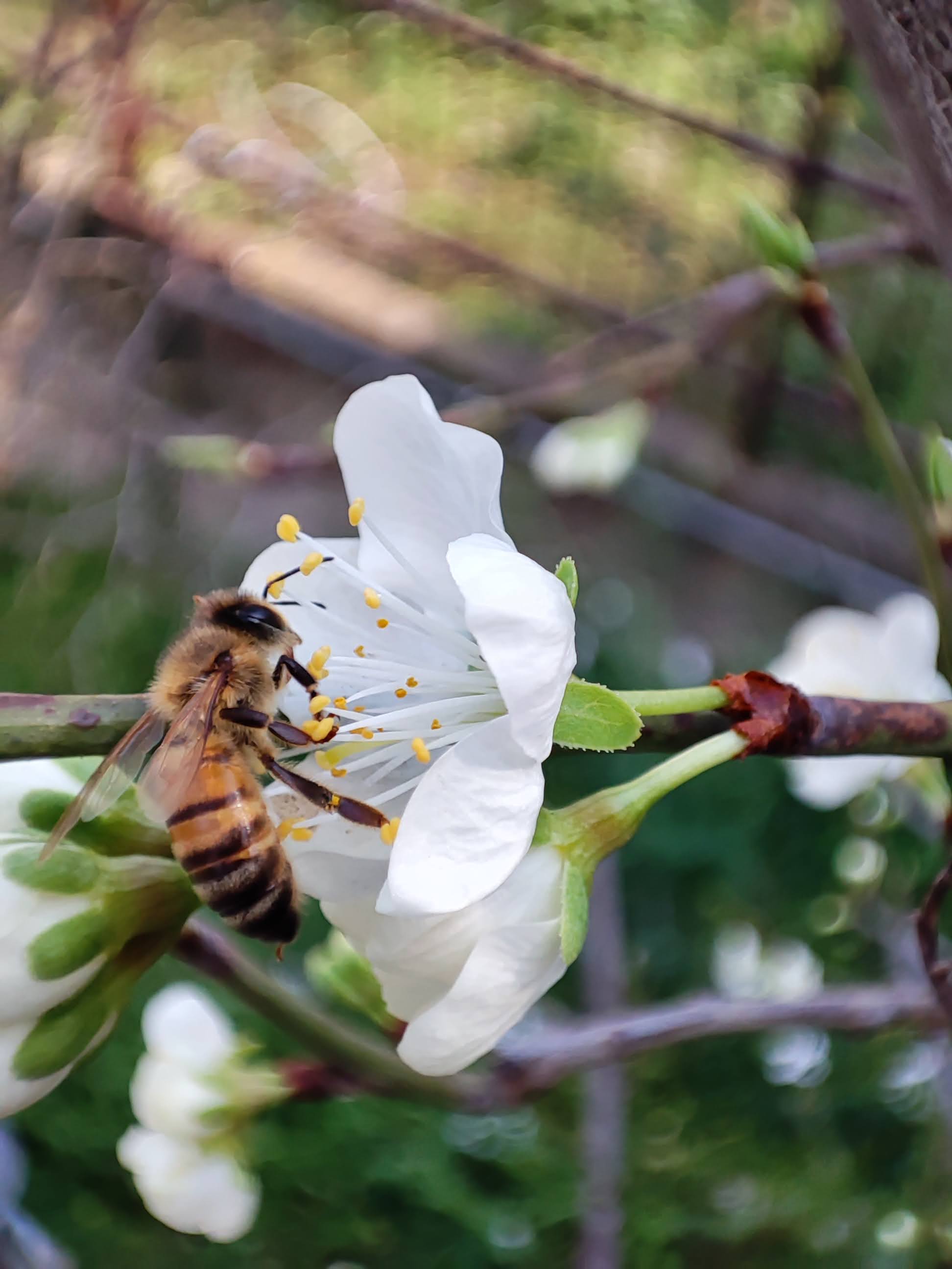 Ape su fiore
