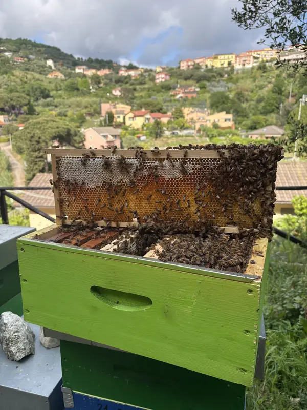 Telaio con api, sullo sfondo Celle Ligure