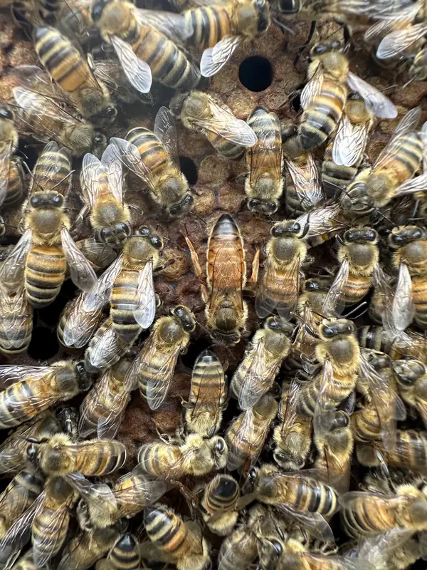 Regina circondata dalle api sul favo